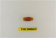 藏品(乳白南方招潮蟹)的圖片